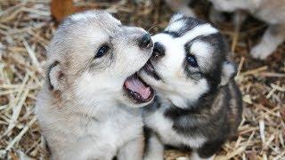 Funny Dogs and Puppies -  Favorite Pets  - Compilation of Funny moments!