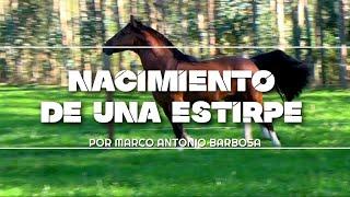 Sello de Raza Cap653 Documental Origenes del Caballo