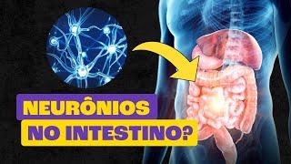 Por Que o Intestino É Chamado de Segundo Cérebro?