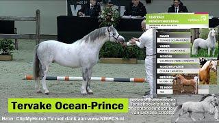 Welsh Mountain Stallion TERVAKE OCEAN-PRINCE *2019 s. Amity's Ocean King d. Shamrock Prime Confetti