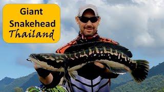 Giant Snakehead. Fishing in Thailand. khao laem National Park. Wild reservoir Fishing in Thailand