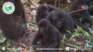 Mountain Gorilla Habituation in Bwindi Impenetrable and Mgahinga Gorilla National Parks