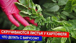 Скручиваются листья у картофеля - что делать с вирусом?