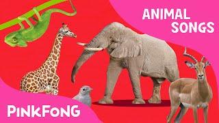 ABC Animal Train | Animal Songs | PINKFONG Songs for Children