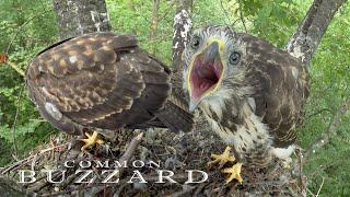 Birds of prey- BUZZARD nest with chicks