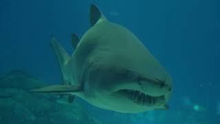 Sharks Under Deep Sea | Marine Life Of Sharks Underwater | Big Sharks Underwater | Predator Sharks