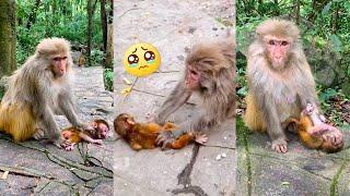 The worst mother monkeys always hurt their babies. The baby monkey cried and asked mother to stop