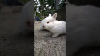 TWIN| Baby kitten #shorts #rabbit #kitten #bunny