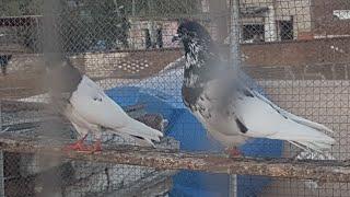 Pakistan pigeons club.#short