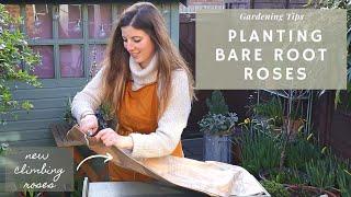 Grow roses PART 2 | Unboxing & planting DAVID AUSTIN climbing ROSES in a container & in the ground