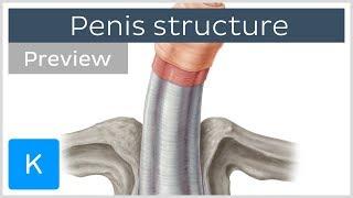 Structure of the penis: urogenital system (preview) - Human Anatomy | Kenhub