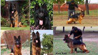 Best German Shepherds Longcoat  |strong Booldlines . gsd doggyz world