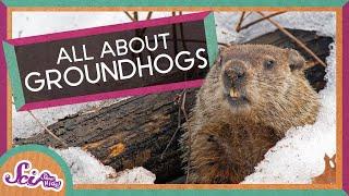 Fun Facts About Groundhogs! | Groundhog Day | SciShow Kids