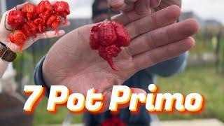 Heatless 7 Pot Primo||Pepper Review