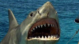 Посмотрите, как подплывает акула в #шармэльшейх #египет #отдыхвегипте #шарм