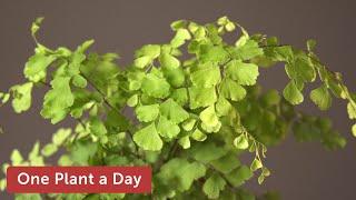 Adiantum raddianum (Maidenhair Fern) Houseplant Care — 238 of 365