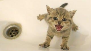 Kitten does not want to bath and meows loudly