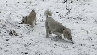 No Guns, Just Albies First Encounter With Snow