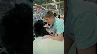 1:1 restoration of the giant panda, is making his skin and hair