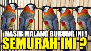 SUNGGUH MALANG NASIB BURUNG INI ! SIAPA YG TAU AKAN SEMURAH INI HARGANYA DIKIOS PASAR BURUNG PRAMUKA