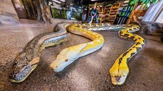 ALL MY GIANT SNAKES IN ONE VIDEO!! | BRIAN BARCZYK