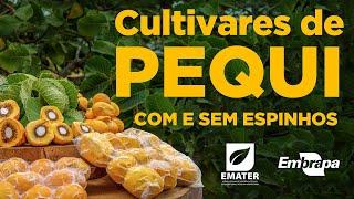 Cultivares de pequi com e sem espinhos