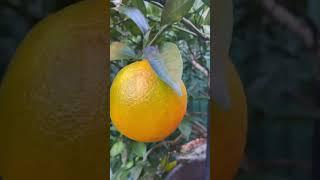 Courtyard garden #harvesting #harvesttime #greengardening #organicfertilizer #shortsvideo #shorts