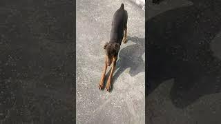 Dobo the Chimpanzee  Doboz meme #youtube # shorts #viral #golden retriever#dachshund  #dogs#funny