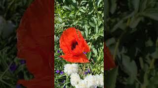 two giant poppy flowers // 两朵巨大的虞美人花