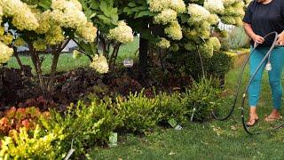 NEW boxwood hedge and lovely MUMS in bloom!