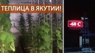 Теплица в Якутии или как выращивать огурцы дома под фитолампами в минус 30