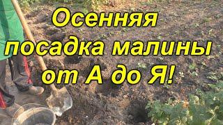 Посадка малины осенью от А до Я! Что кладём в лунку.