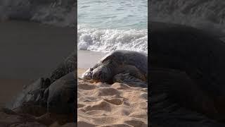 Special guest at Maui's Tavares Beach #shorts #maui  #travel #ocean