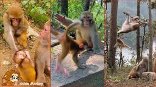 Daily life of wild monkey family. A mother monkey bullies the children of another mother monkey