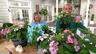 Phillip Watson Designs 1pc Game Changer Lace Cap Hydrangea Plant on QVC