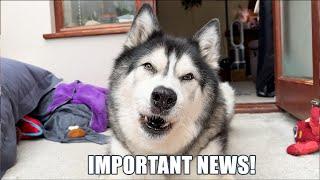 Talking Husky Has Important News to Share!