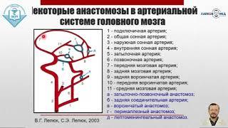 УЗИ брахиоцефальных сосудов, Часть 1 / Лайков Алексей Владимирович - врач УЗИ, к.м.н.