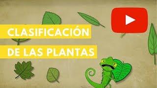 Clasificación de las plantas | Camaleón