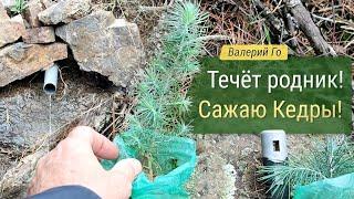 Течет родник! Сажаю кедры!