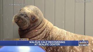 Young walrus calf rehabilitating at SeaLife Center