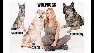 WOLFDOGS - WHICH ONE IS BEST? | Czechoslovakian Wolfdog, Saarloos, Volkosoby