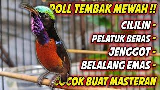 KOLIBRI NINJA GACOR FULL MATERI ROLL TEMBAK MEWAH ! PANCINGAN KONIN BAHAN FULL ISIAN PELATUK BERAS