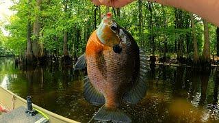 "Big Summer Bluegills Bream fishing"