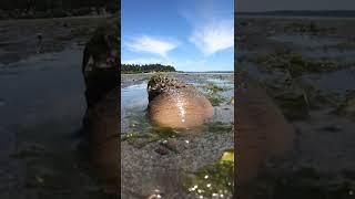 This Huge Bulge Really Lives Under the Sand! #shorts