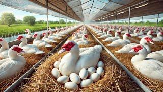 Organic Muscovy Duck Farming - How to Raise Muscovy Ducks for Eggs for Business