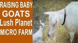 Raising Baby Goats. Cute Baby Goats!