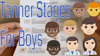 The Tanner stages (Boy)