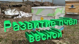 Профессор Кашковский про развитие пчёл весной