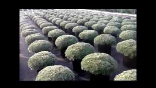 Artemisia Silver Mound - Coming to a garden center near you