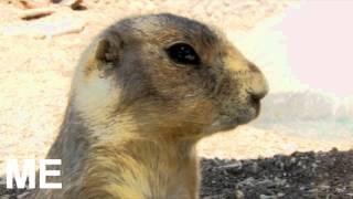 Rock hyrax